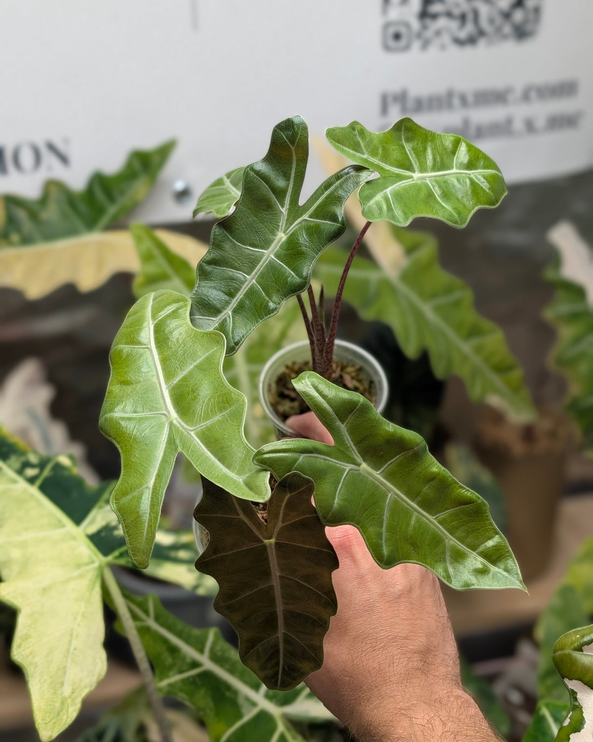 Lot Pseudo Sanderiana Reverted Plant x Me