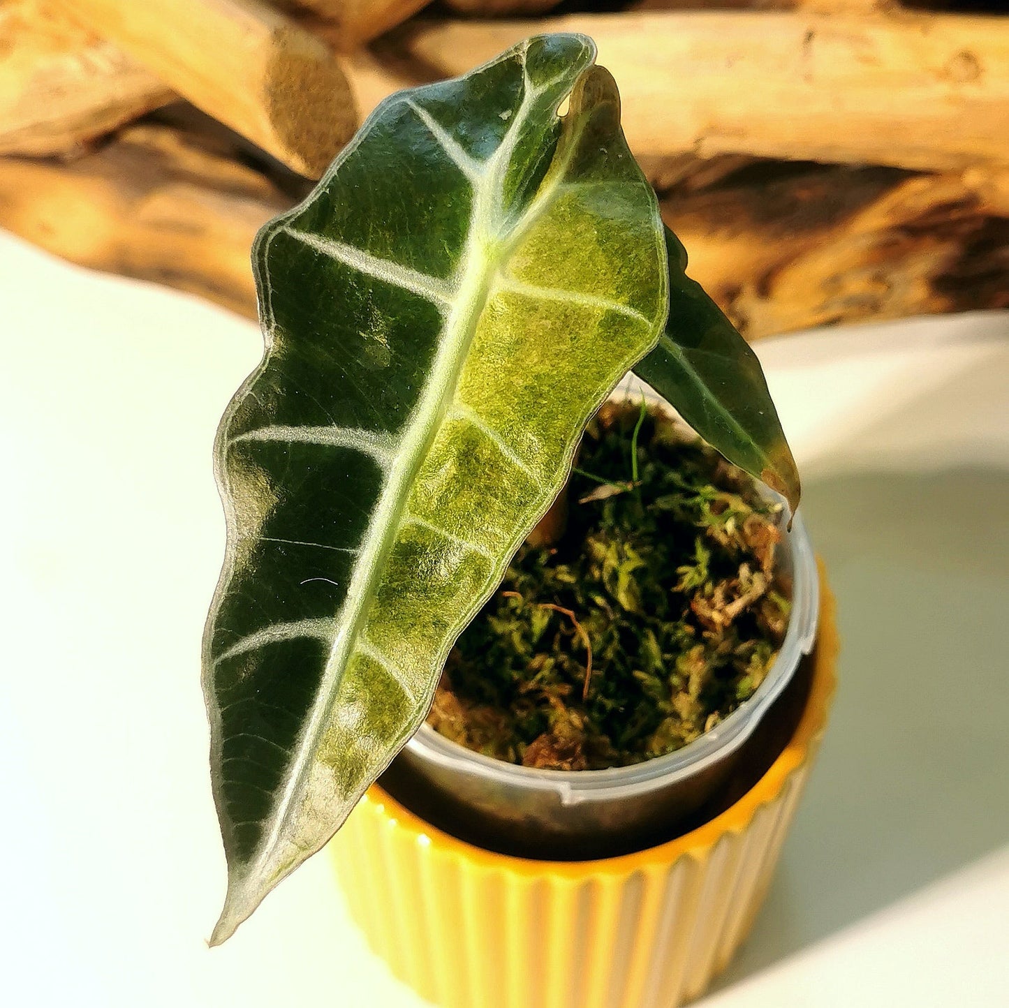 Sans titre 19mars_10:39 Plant x Me