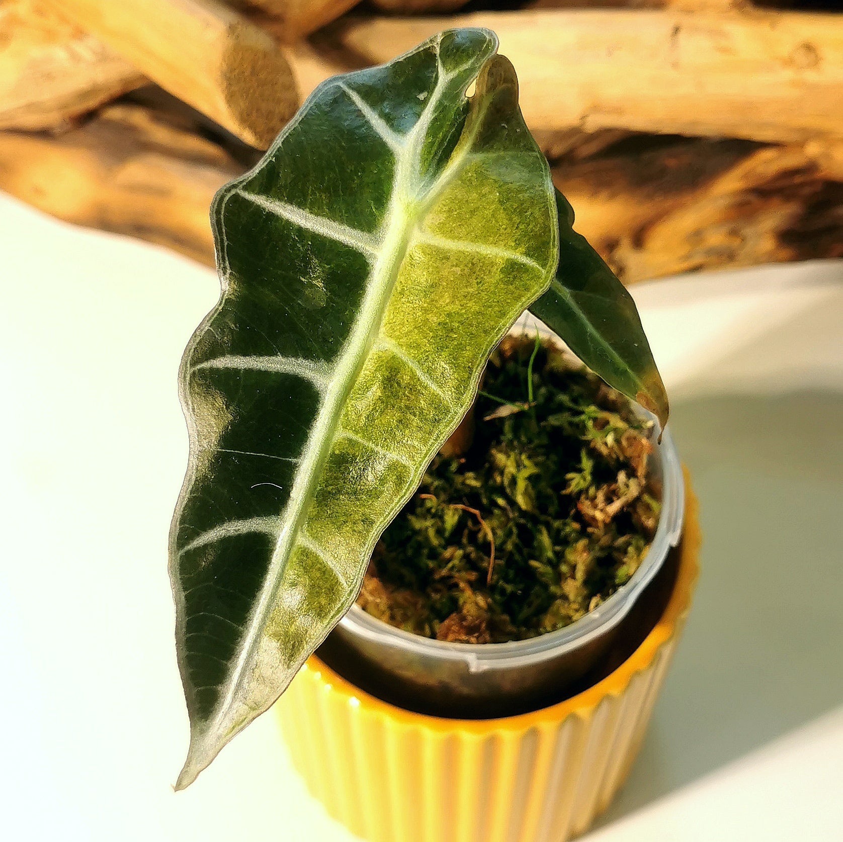 Sans titre 19mars_10:39 Plant x Me