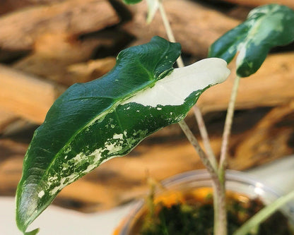 Alocasia Sarian Albo Plant x Me