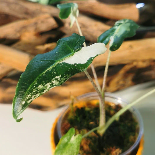 Alocasia Sarian Albo Plant x Me