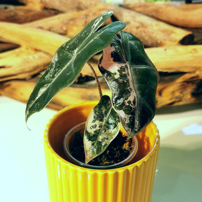 Alocasia Pseudo Sanderiana Pink Plant x Me