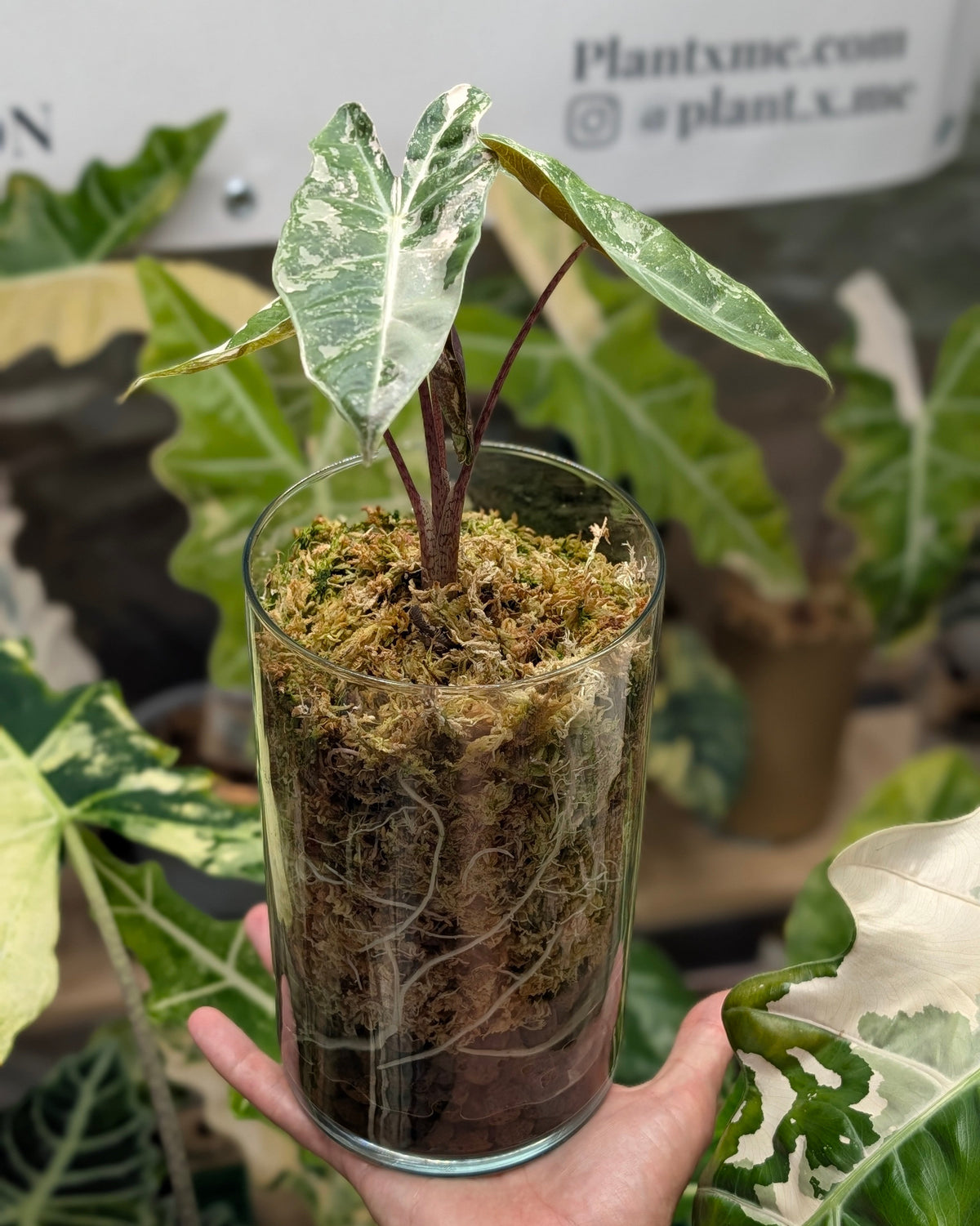 Alocasia Pseudo Sanderiana Pink - Semi hydro Plant x Me