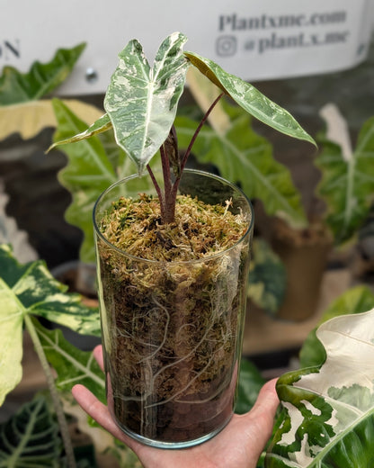 Alocasia Pseudo Sanderiana Pink - Semi hydro Plant x Me
