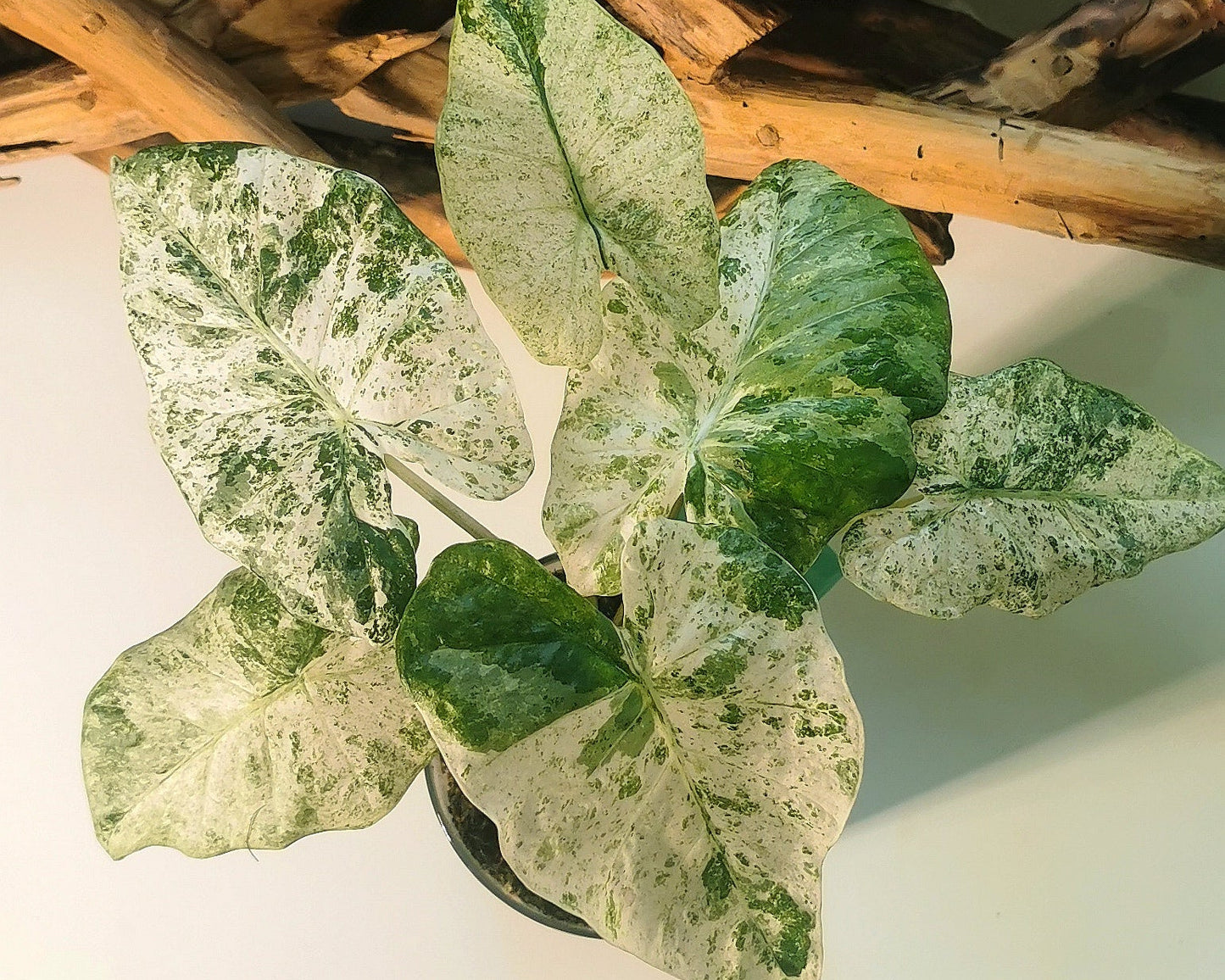 Alocasia Odora Batik Plant x Me