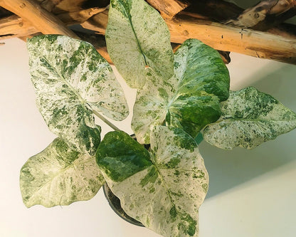 Alocasia Odora Batik Plant x Me