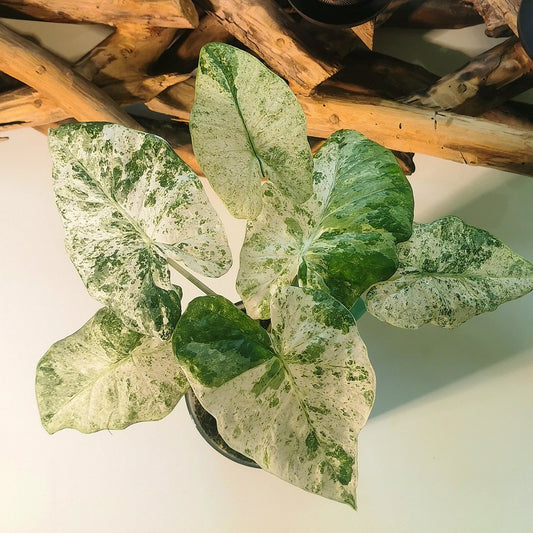 Alocasia Odora Batik Plant x Me