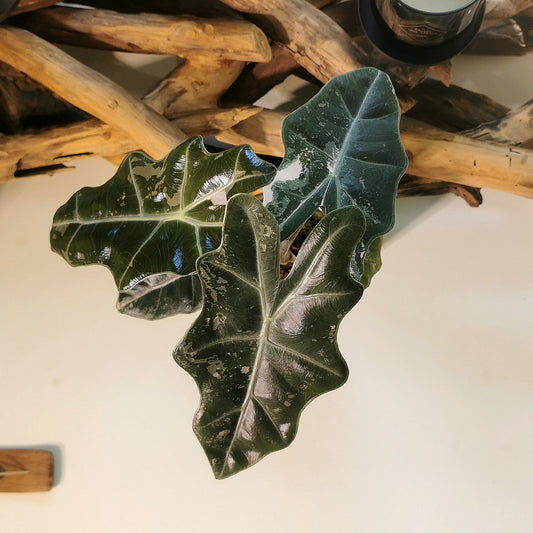 Alocasia Pseudo Sanderiana Pink - Semi hydro Plant x Me