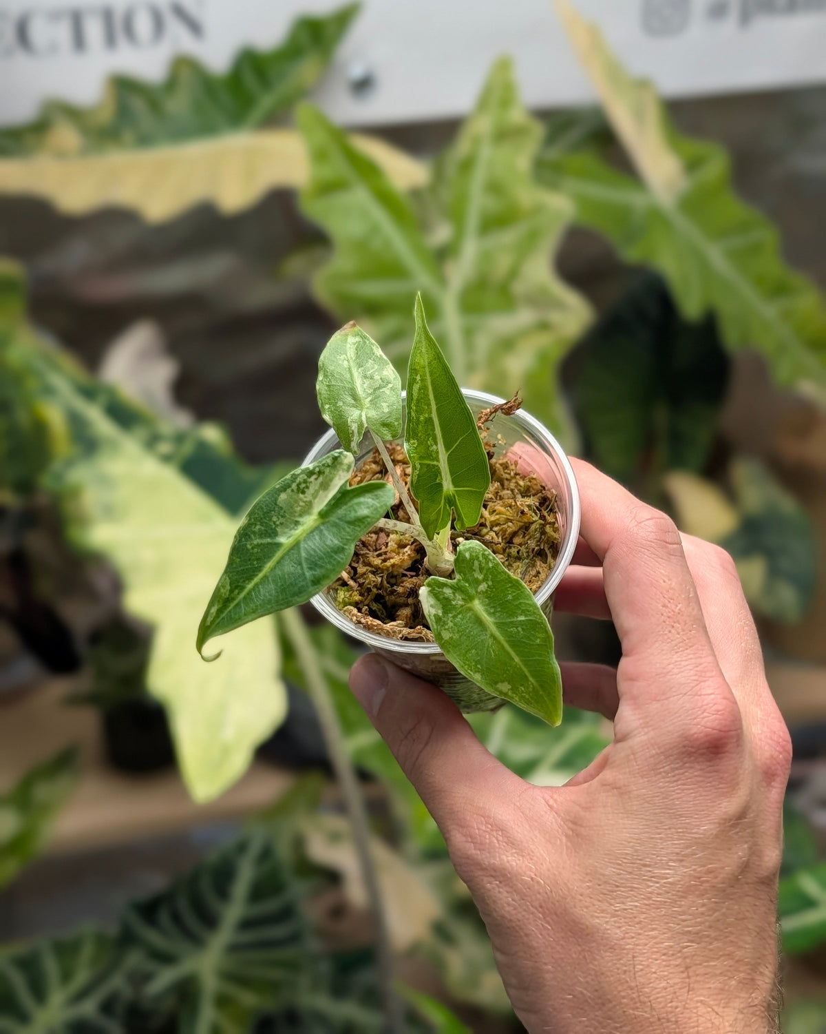 Alocasia Sarian Albo Plant x Me