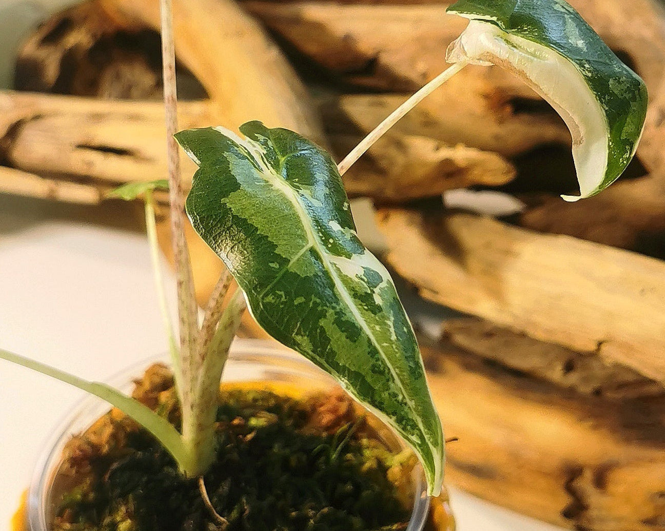 Alocasia Sarian Albo Plant x Me