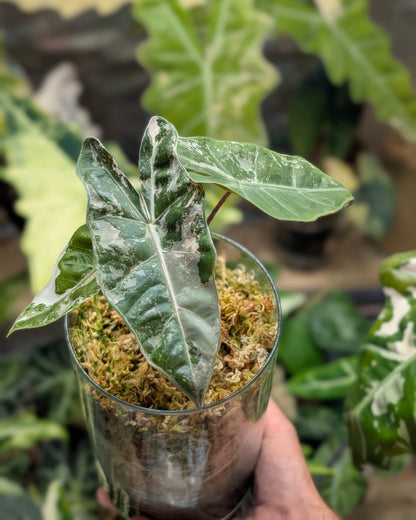 Alocasia Pseudo Sanderiana Pink - Semi hydro Plant x Me