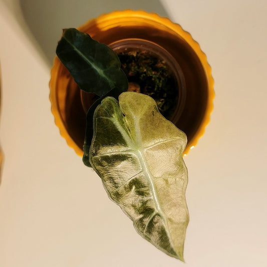 Sans titre 19mars_10:39 Plant x Me