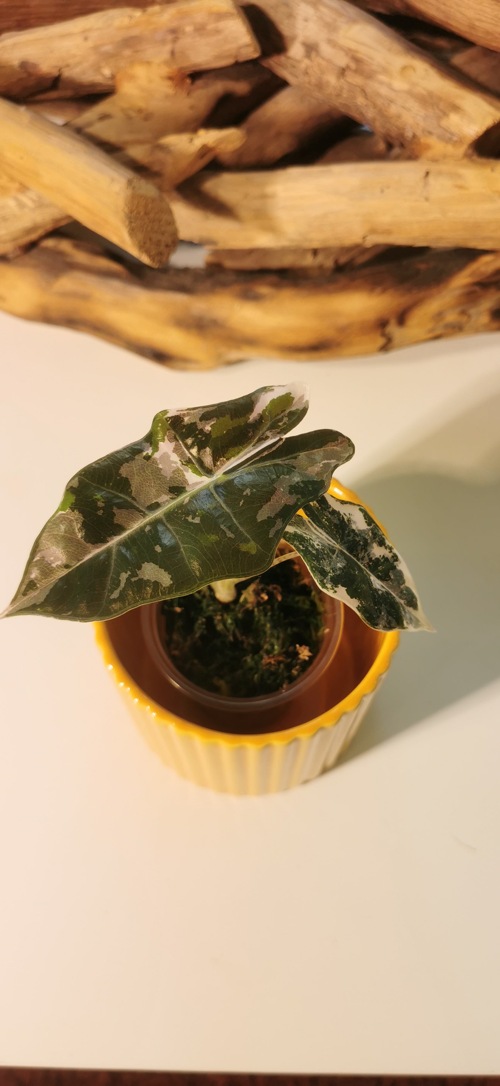 Alocasia Pseudo Sanderiana Pink Plant x Me