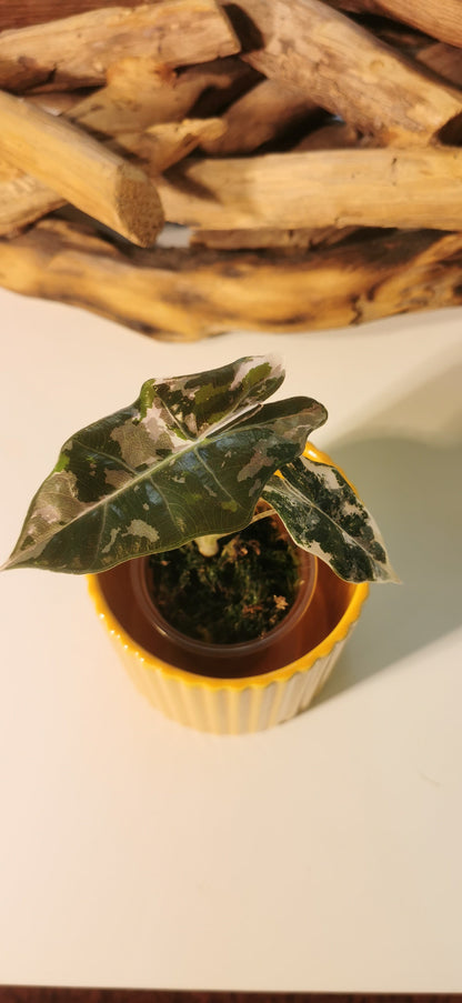 Alocasia Pseudo Sanderiana Pink Plant x Me