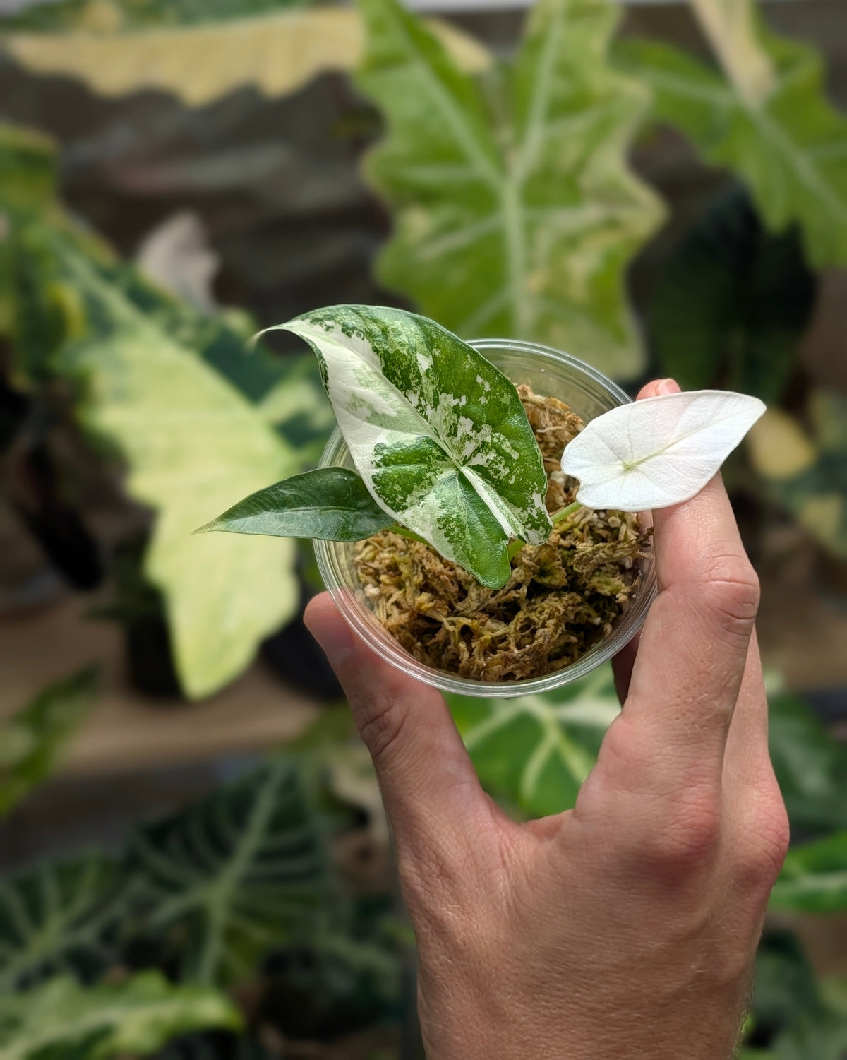 Alocasia Simpo Albo Plant x Me