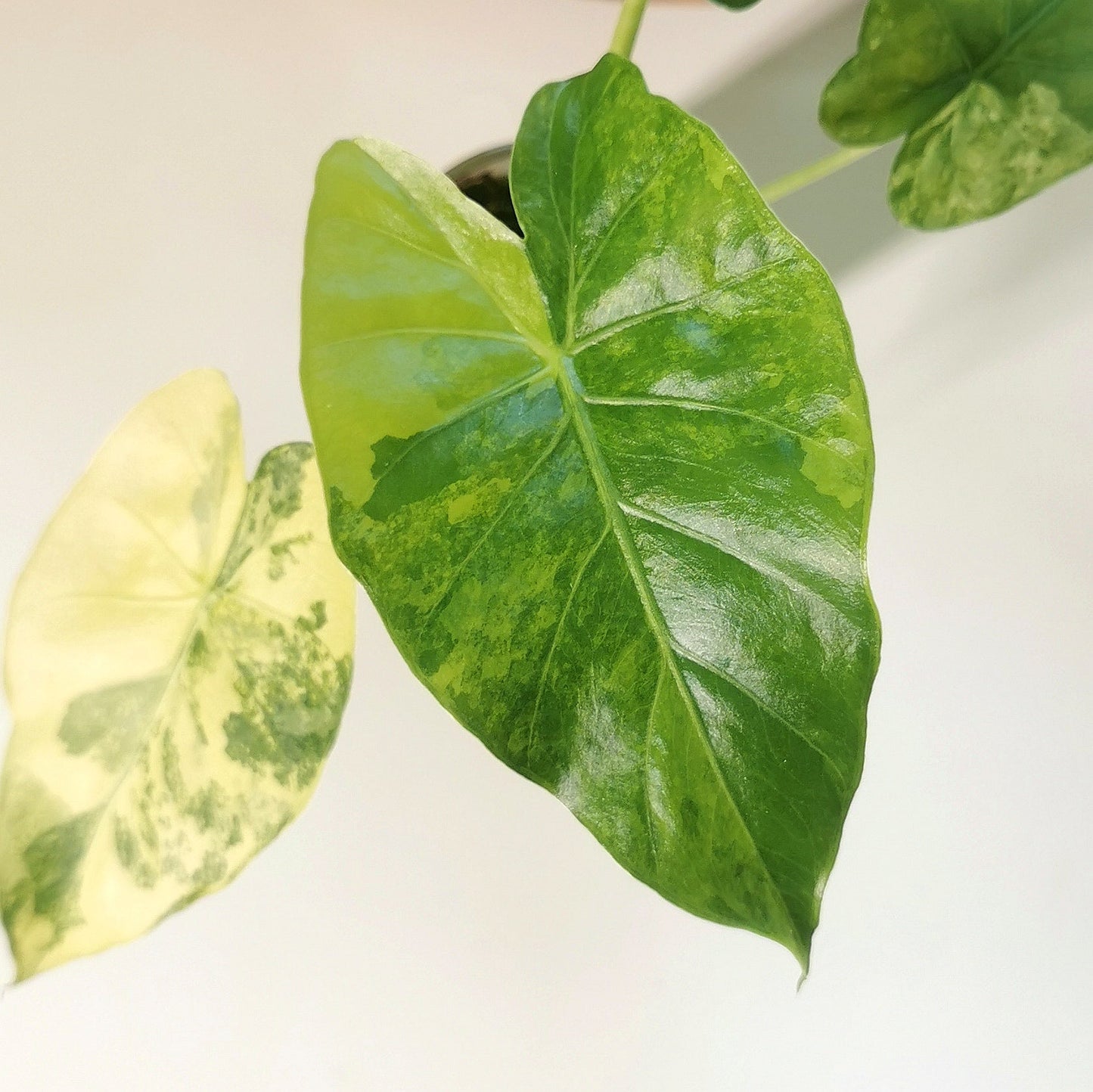 Alocasia macrorrhiza ‘Aurea’ M – Semi-hydroponie Plant x Me